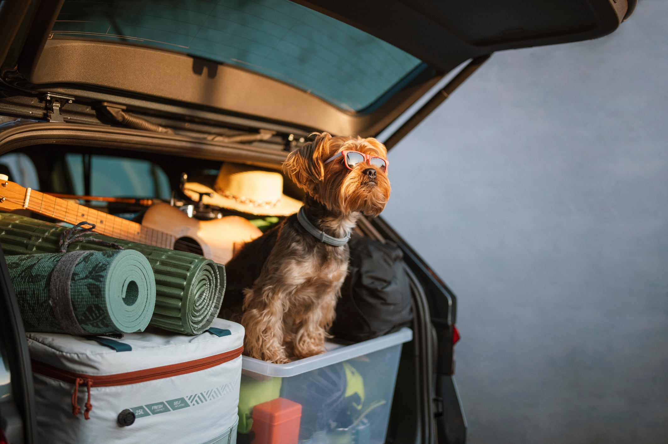Consejos para viajar con tu mascota. Foto: Istock