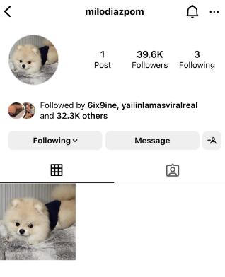 La cuenta del perrito de Yailin ya acumula 39 mil seguidores