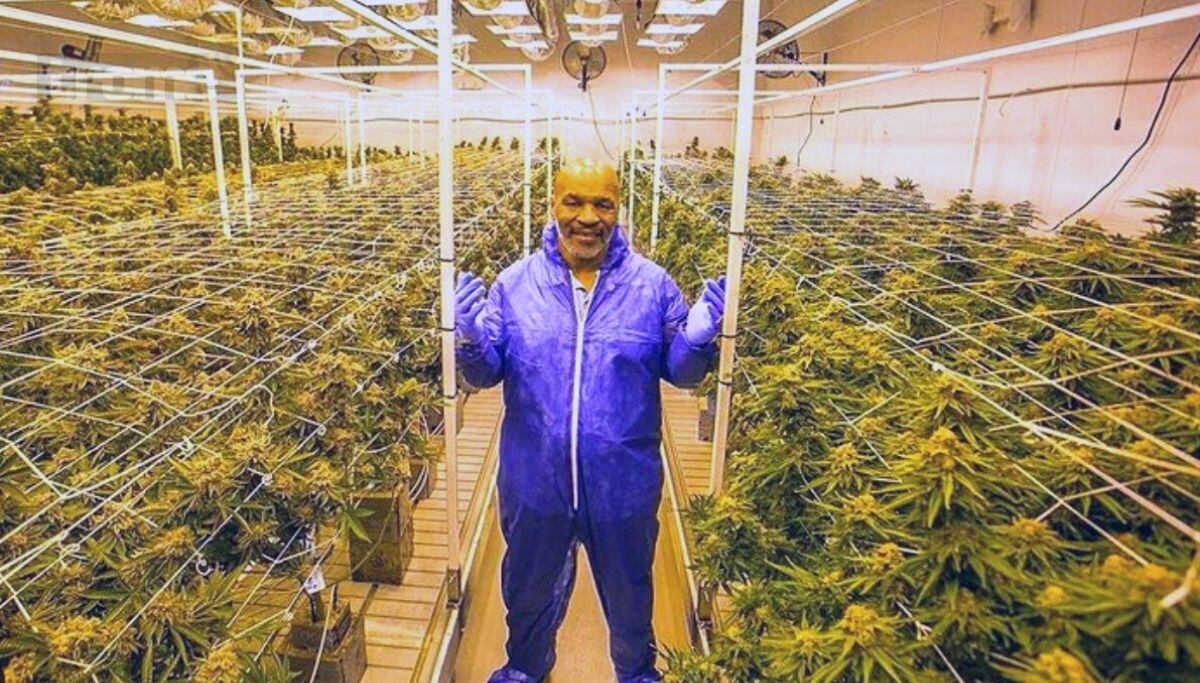 Iron Tyson muestra su negocio de canabis en Los Ángeles (Foto: @miketyson)