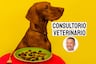Mi perro no quiere comer, ¿a qué se debe?