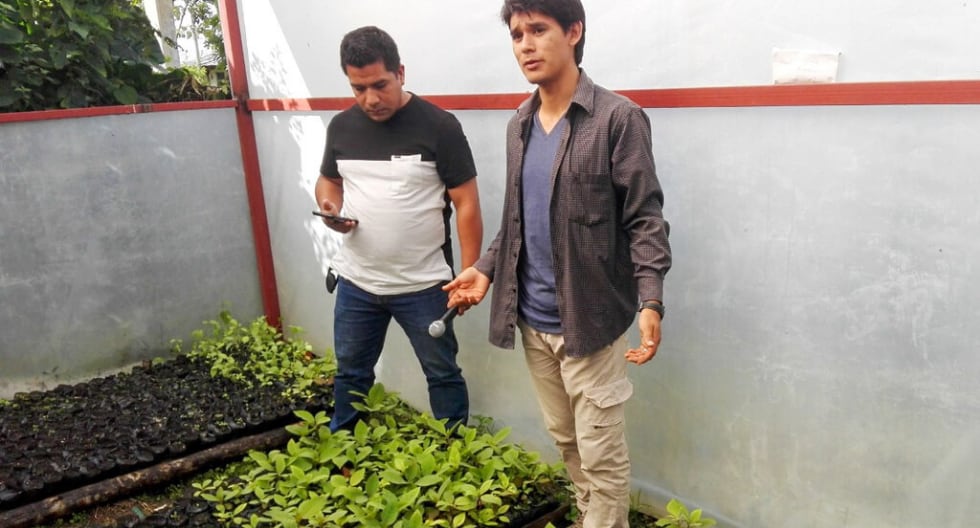 Joven lidera proyecto para salvar el árbol de la quina