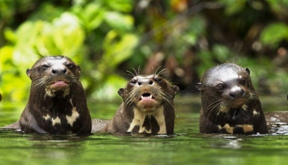 Se constató la gran biodiversidad del Parque Nacional Manu con cámaras trampa. (Foto: Andina)