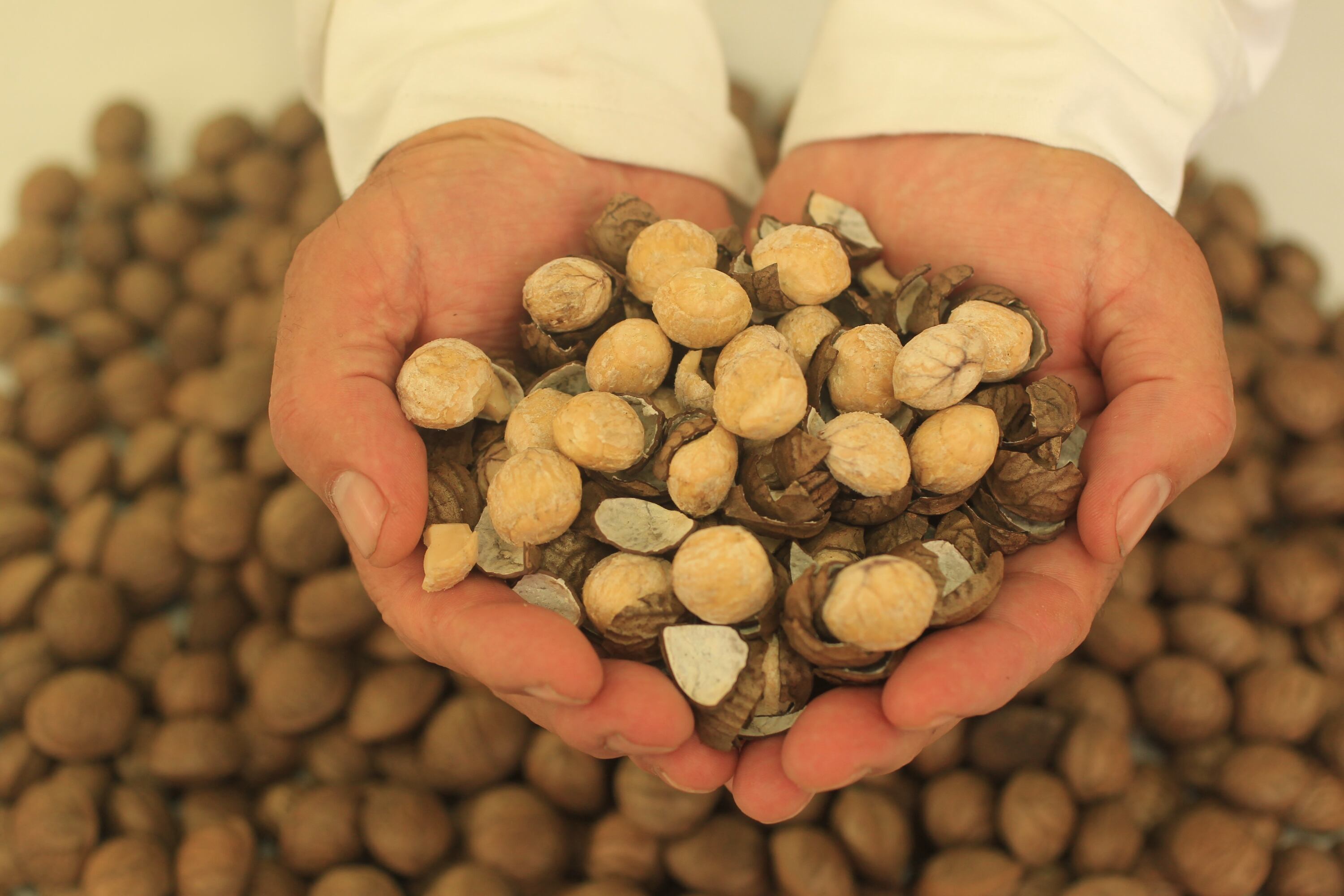 Los Incas consideraban al sacha inchi como un alimento sagrado. (Foto: GEC)