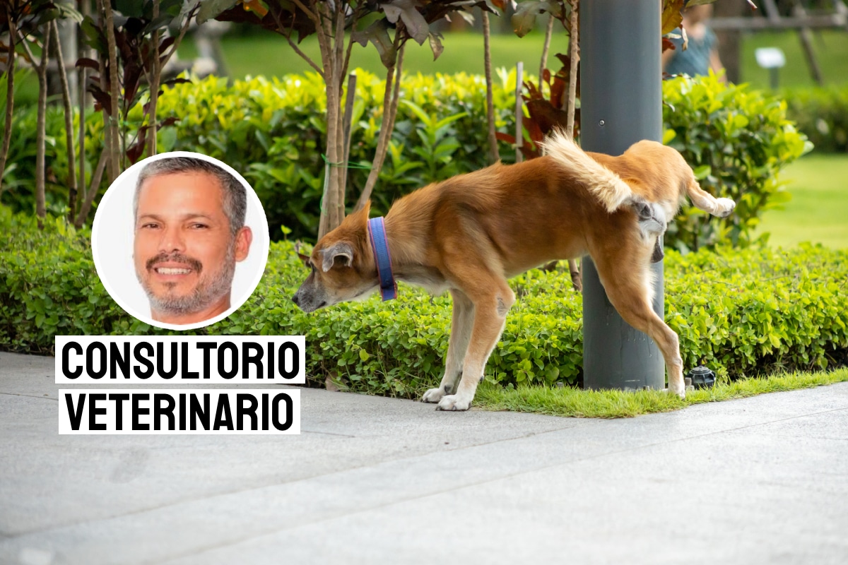 Un gesto de responsabilidad durante los paseos. Foto: composición/Istock