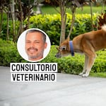 Paseos responsables: por qué algunos tutores llevan agua para diluir la orina de sus perros