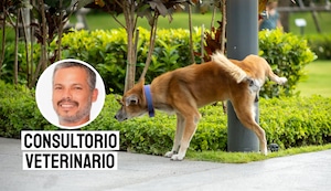 Paseos responsables: por qué algunos tutores llevan agua para diluir la orina de sus perros