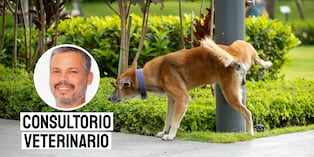 Un gesto de responsabilidad durante los paseos. Foto: composición/Istock