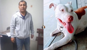 Chiclayo: Policía mata a perrita Pitbull de dos balazos solo porque lo olfateó