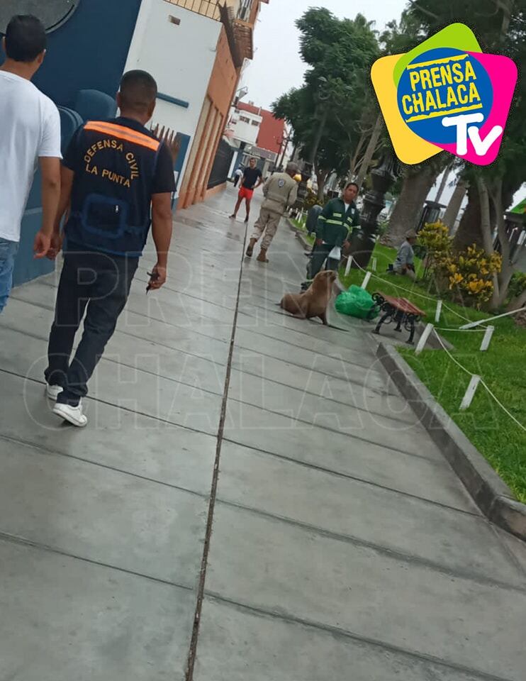 Lobo paseó por las calles de La Punta. Foto: Prensa Chalaca