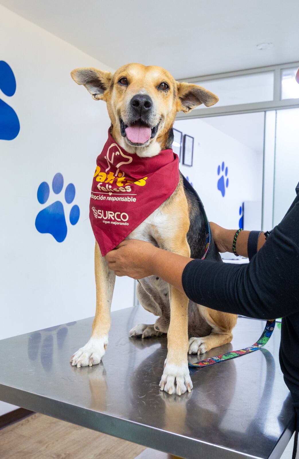 'Vaguito' muestra una sonrisa luego de la colocación del microchip.
