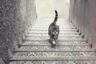 ¿El gato baja o sube las escaleras? Tu respuesta develará tu pensamiento más oscuro