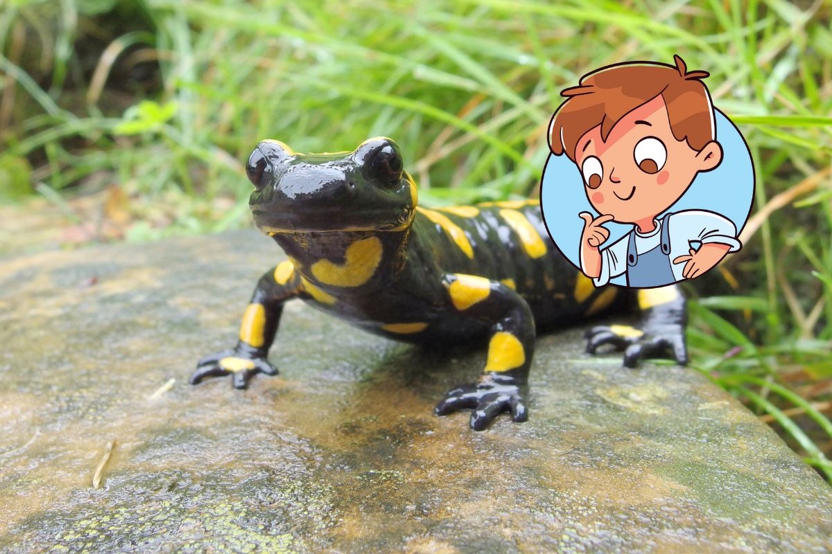 Utilizan diferentes estrategias de camuflaje. Foto: Internet / Composición.