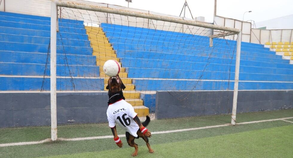 Ozil, perrito del serenazgo de Magdalena, sorprende con su habilidad para atrapar la pelota y tapar el arco.. (Trome)