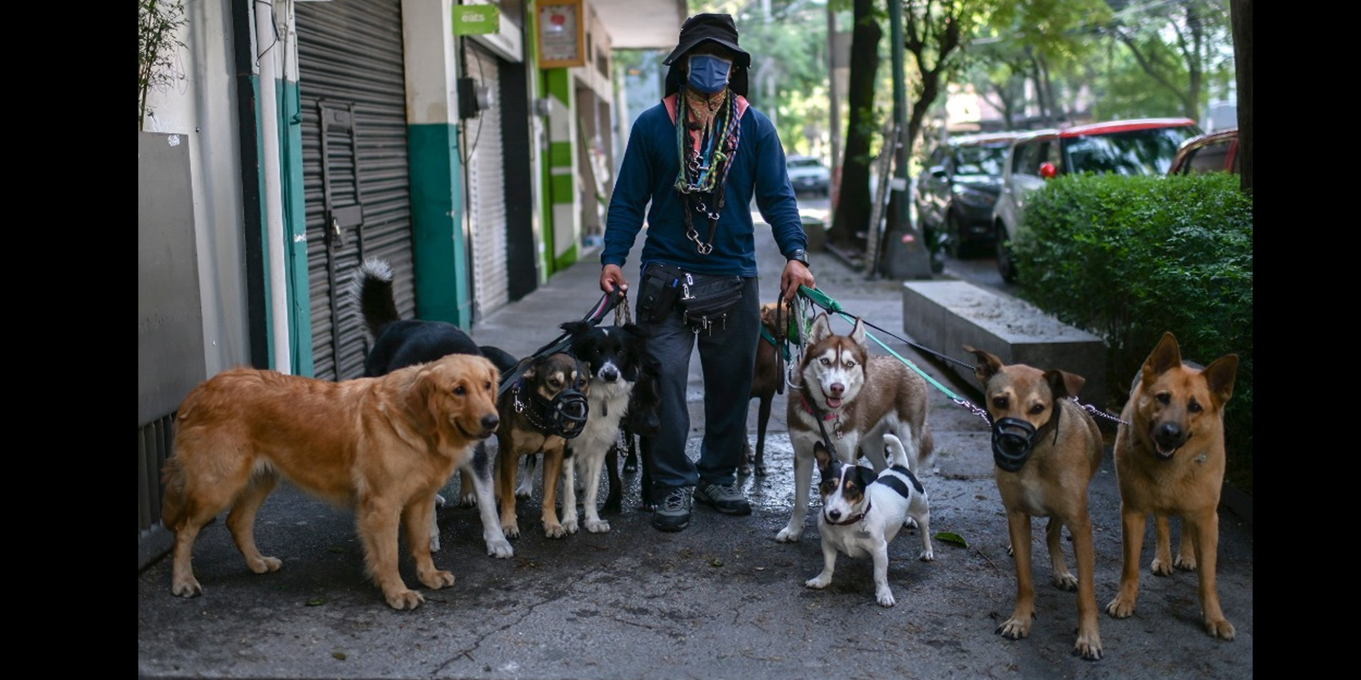 El número de perros vendidos ilegalmente en Alemania se duplicó ampliamente entre 2019 y 2020, según la Asociación Alemana para la Protección de los Animales. (Foto: Pedro Pardo / AFP)