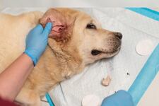 Cómo saber si tu perro tiene hongos en los oídos y patas: síntomas y señales de alerta