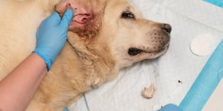 Mal olor, secreción, lamido constante y piel roja pueden ser señales de hongos en perros. Foto: Istock.