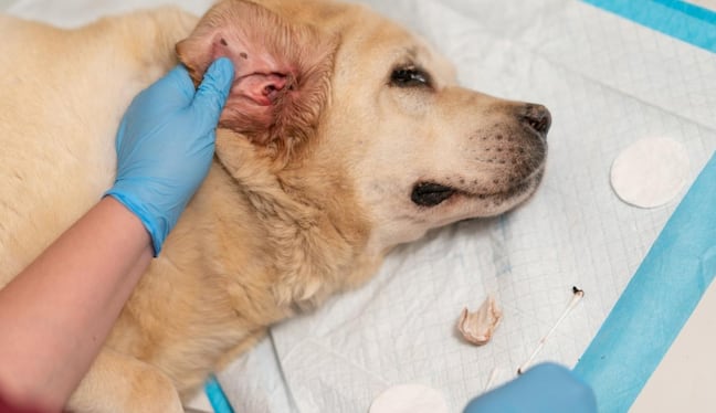 Mal olor, secreción, lamido constante y piel roja pueden ser señales de hongos en perros. Foto: Istock.