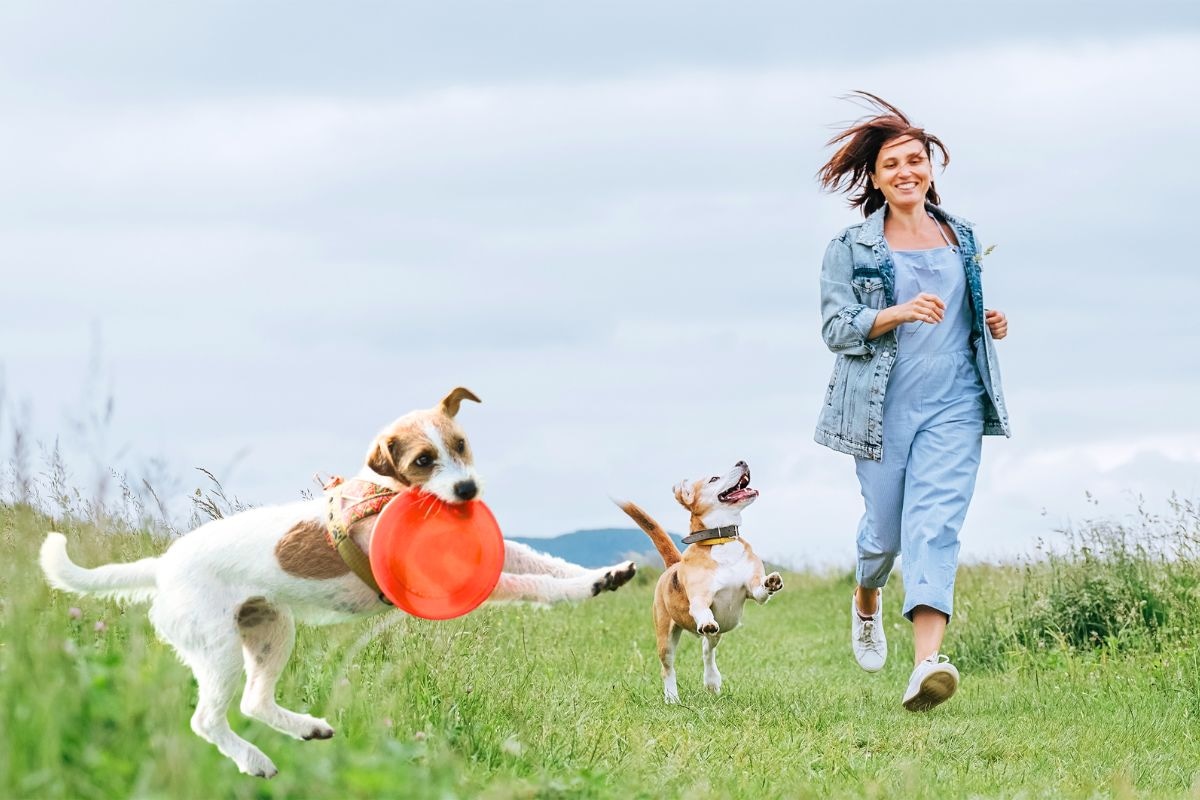 Un paseo largo puede ser la mejor manera de liberar la energía acumulada. Además de hacer sus necesidades. Foto: Composición / Internet.