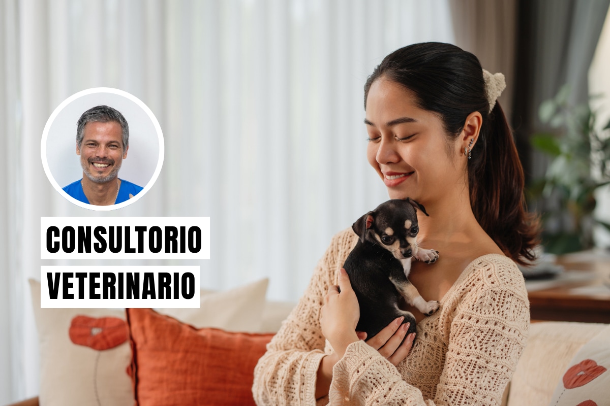 Los cuidados esenciales para un nuevo cachorro en casa se centran en la alimentación adecuada, la seguridad del hogar y la visita al veterinario. Foto: composición/Istock