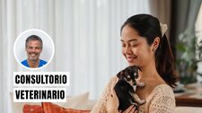 Cachorro en casa: cuidados esenciales para sus primeros días