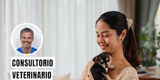 Los cuidados esenciales para un nuevo cachorro en casa se centran en la alimentación adecuada, la seguridad del hogar y la visita al veterinario. Foto: composición/Istock