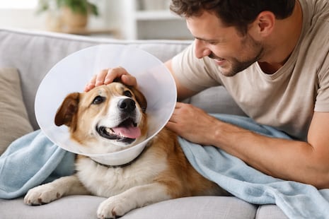 Esterilización en perros: los beneficios clave para su salud y bienestar