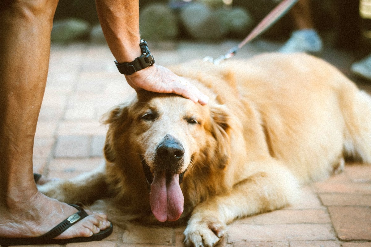 Si tu perro tiene sobrepeso, se fatigará fácilmente. (Foto: Alice Castro-Pexels)