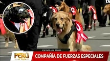 ¡Se robaron el show! Perritos de la brigada canina sorprenden en la Gran Parada Militar