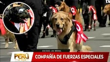 ¡Se robaron el show! Perritos de la brigada canina sorprenden en la Gran Parada Militar