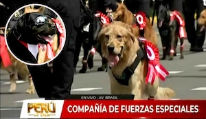 ¡Se robaron el show! Perritos de la brigada canina sorprenden en la Gran Parada Militar