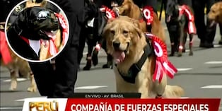 ¡Se robaron el show! Perritos de la brigada canina sorprenden en la Gran Parada Militar