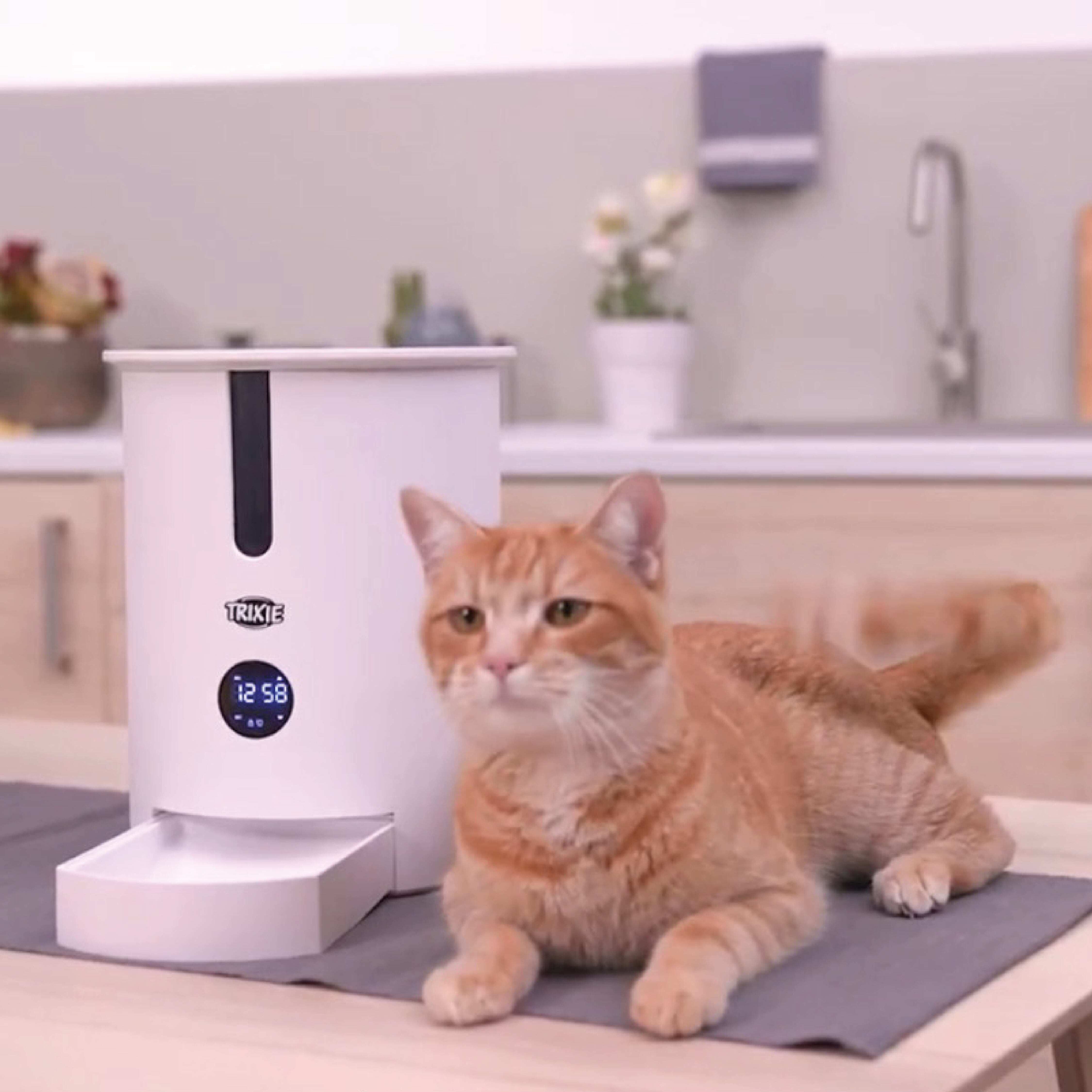 Los clientes valoran la calidad de los productos y buscan la exclusividad al consentir a sus mascotas.