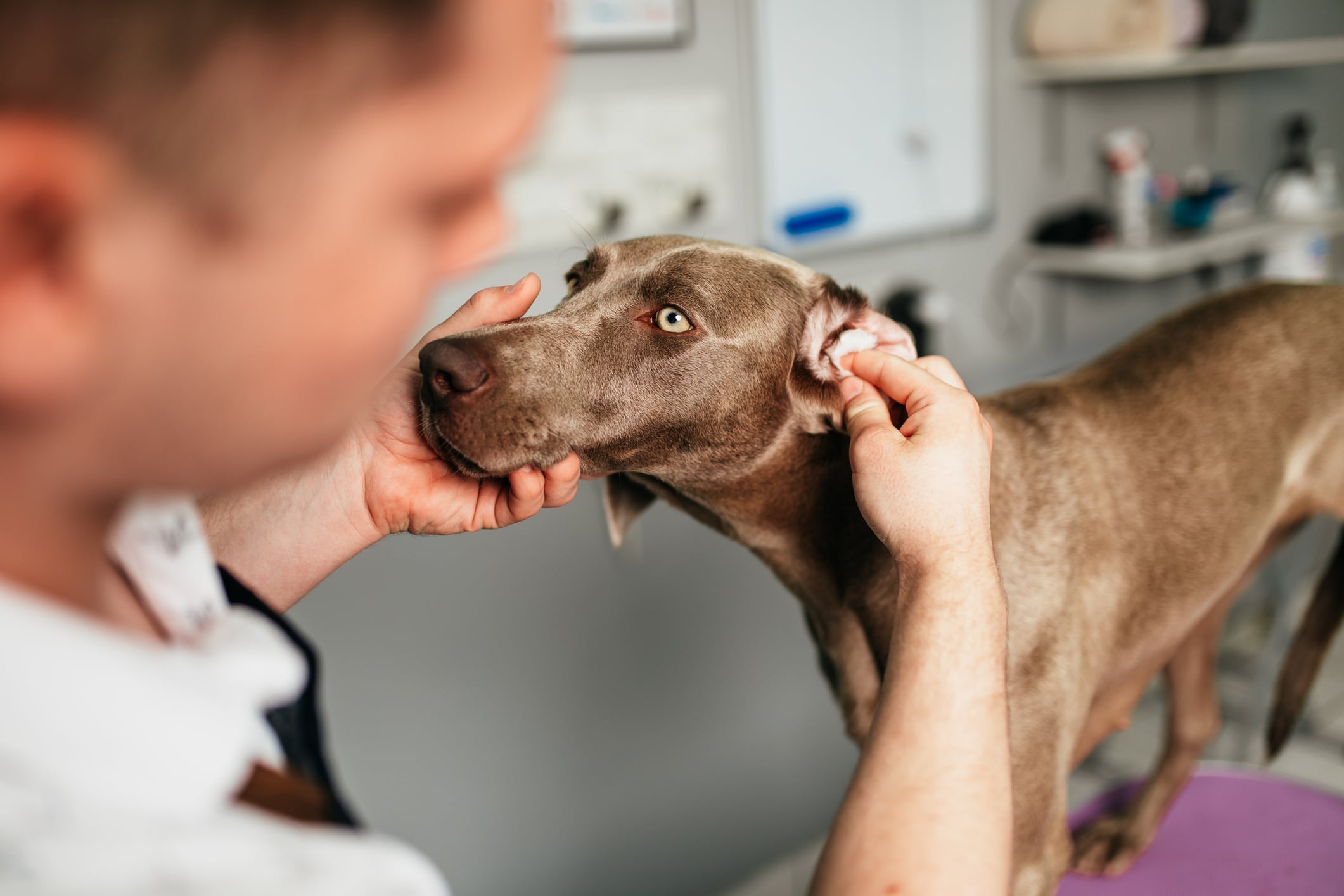 La otitis en perros es una inflamación del conducto auditivo que suele presentarse a causa de bacterias, hongos o alergias. Foto: Istock