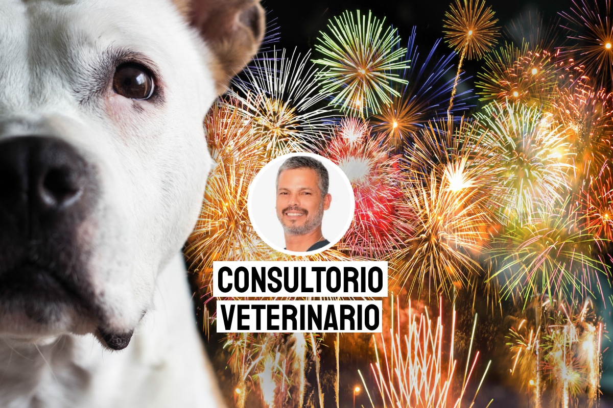 Cuida a tus perros de los fuegos artificiales. Foto: composición/Istock