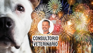 El daño de los fuegos artificiales a tus perros y cómo protegerlos en Navidad