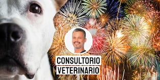 Cuida a tus perros de los fuegos artificiales. Foto: composición/Istock