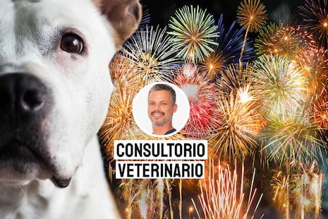 El daño de los fuegos artificiales a tus perros y cómo protegerlos en Navidad