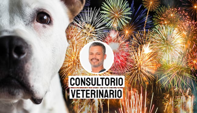 Cuida a tus perros de los fuegos artificiales. Foto: composición/Istock