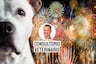 El daño de los fuegos artificiales a tus perros y cómo protegerlos en Navidad