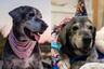 La historia de Annie: una perrita a la que dieron un mes de vida y terminó viviendo un año