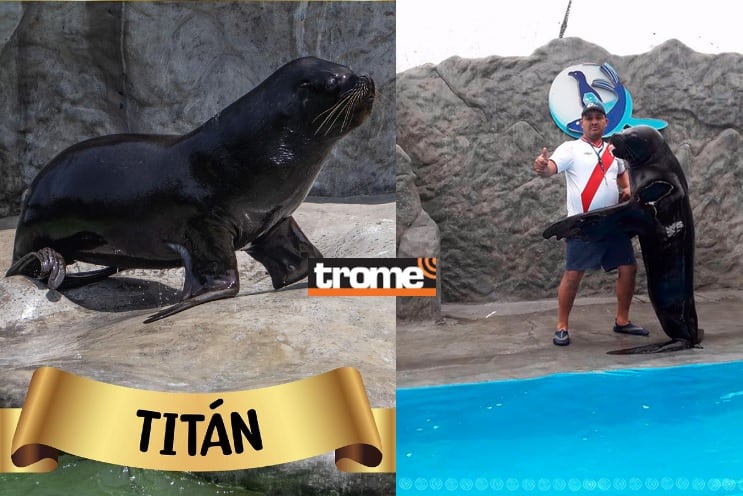 Zoológico de Huachipa celebra el cumpleaños del lobo marino Titán y le entrega simbólicamente su 'DNI' como 'ciudadano marino del Perú'. (Isabel Medina / Compos. Trome).