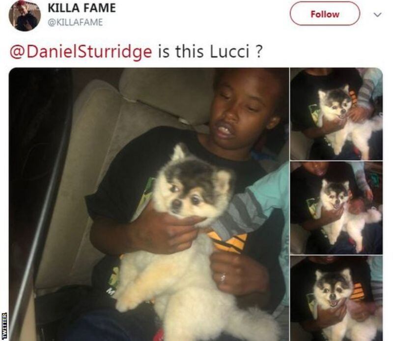 Daniel Sturridge y su perro Lucci, por quien deberá pagar una multa. Foto: Archivo.