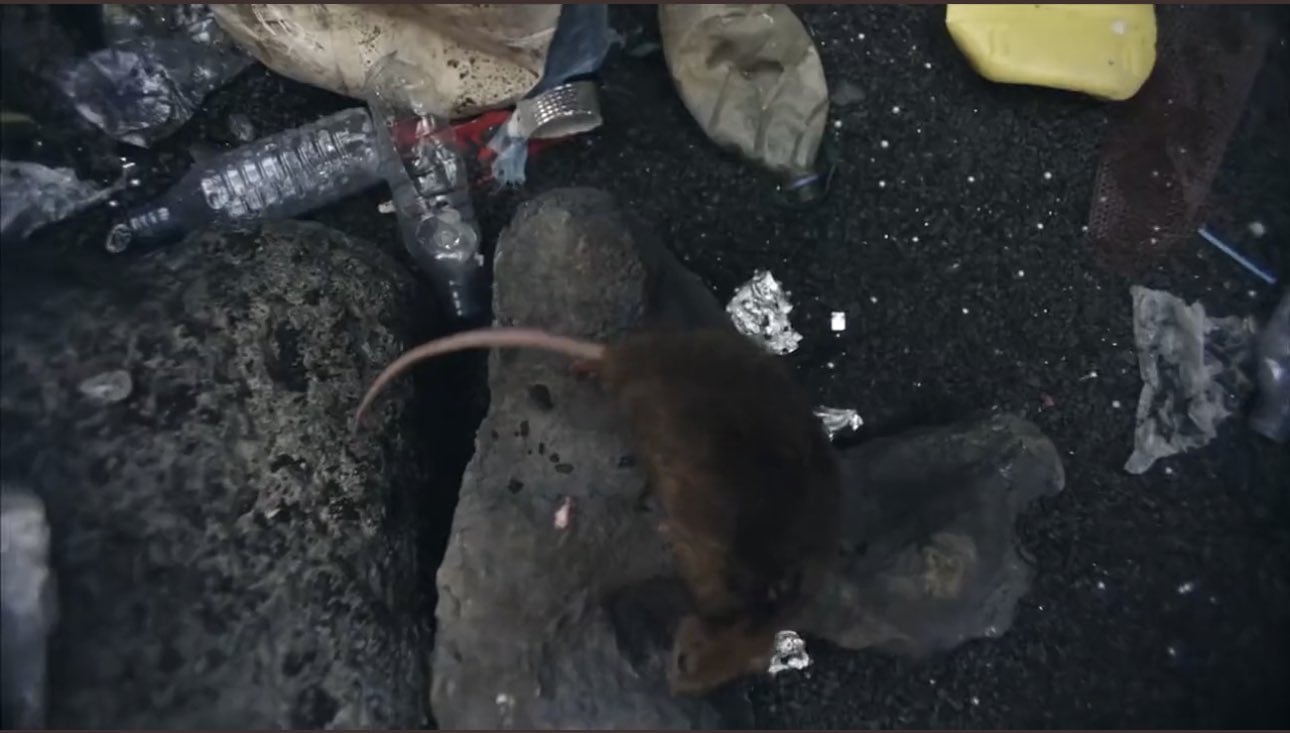 La aparición de una rata en el video de "Copa Vacía" ha despertado las dudas en los seguidores de la colombiana (Foto: Shakira / YouTube)