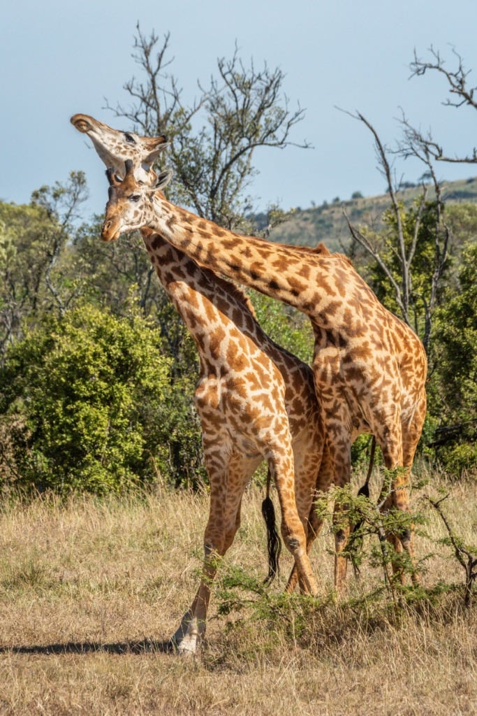 Jirafas en cortejo. Foto ¡Stock.