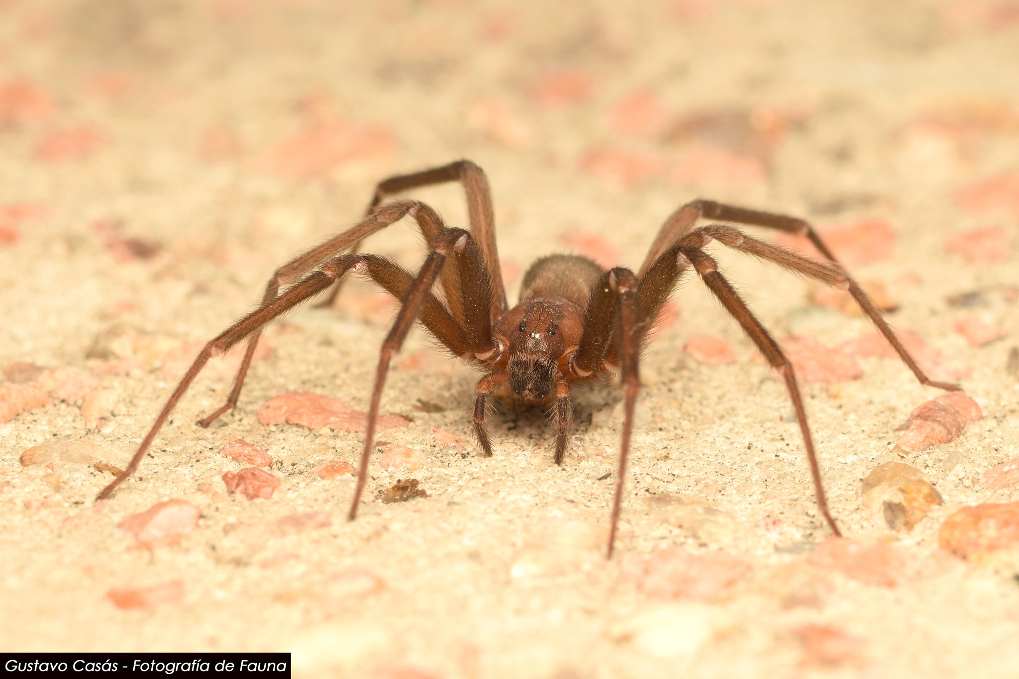 'Araña de rincón', también conocida como 'araña violinista' o por su nombre científico, Loxosceles laeta. Foto: ¡Stock.
