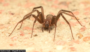 La peligrosa ‘araña de rincón’