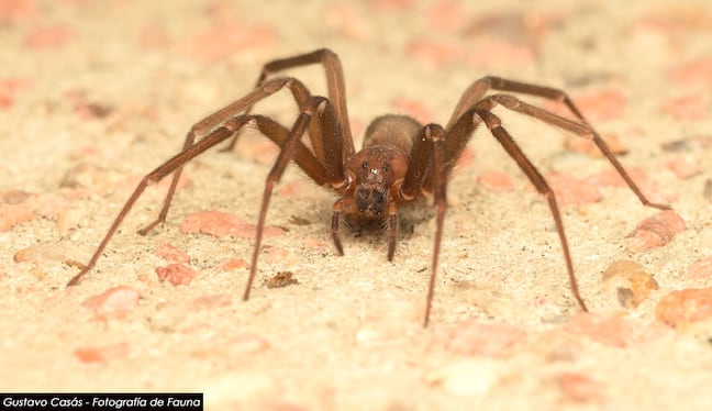 'Araña de rincón', también conocida como 'araña violinista' o por su nombre científico, Loxosceles laeta. Foto: ¡Stock.