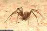 La peligrosa ‘araña de rincón’