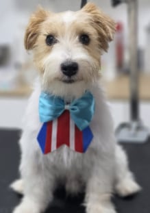 Rambo, el perro de Ethel Pozo