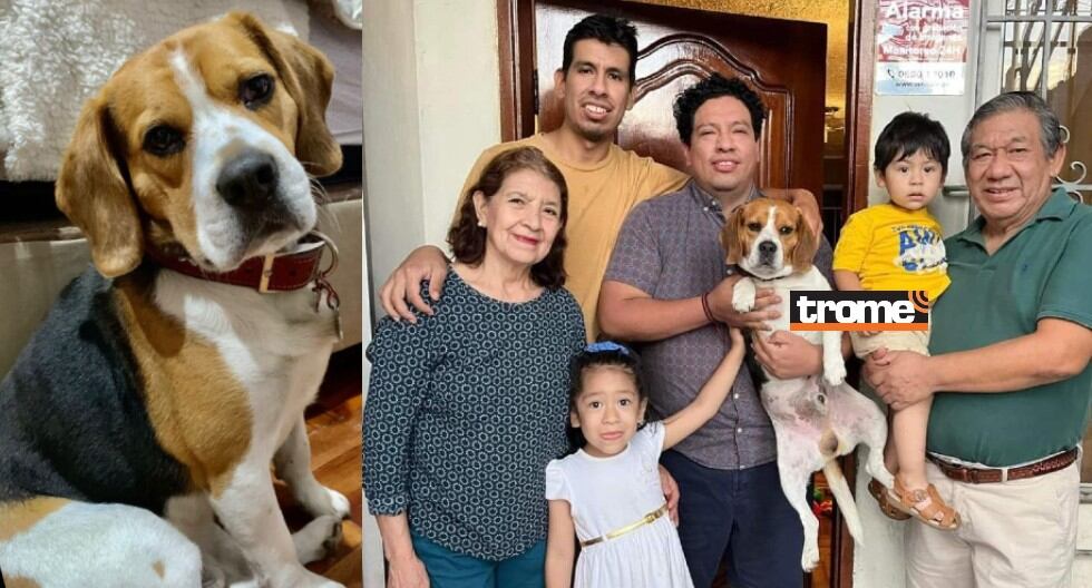 Familia en San Martín de Porres recuperó a su perrito Kiyo. Estaba perdido, ofrecían entrada al concierto de Coldplay como recompensa por su mascota (Compos. Trome / Isabel Medina)